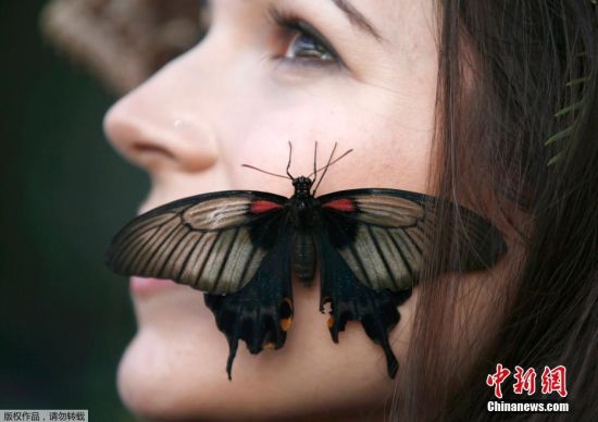 当地时间2017年1月13日，英国沃金，皇家园艺协会威斯利植物园举行蝴蝶展。